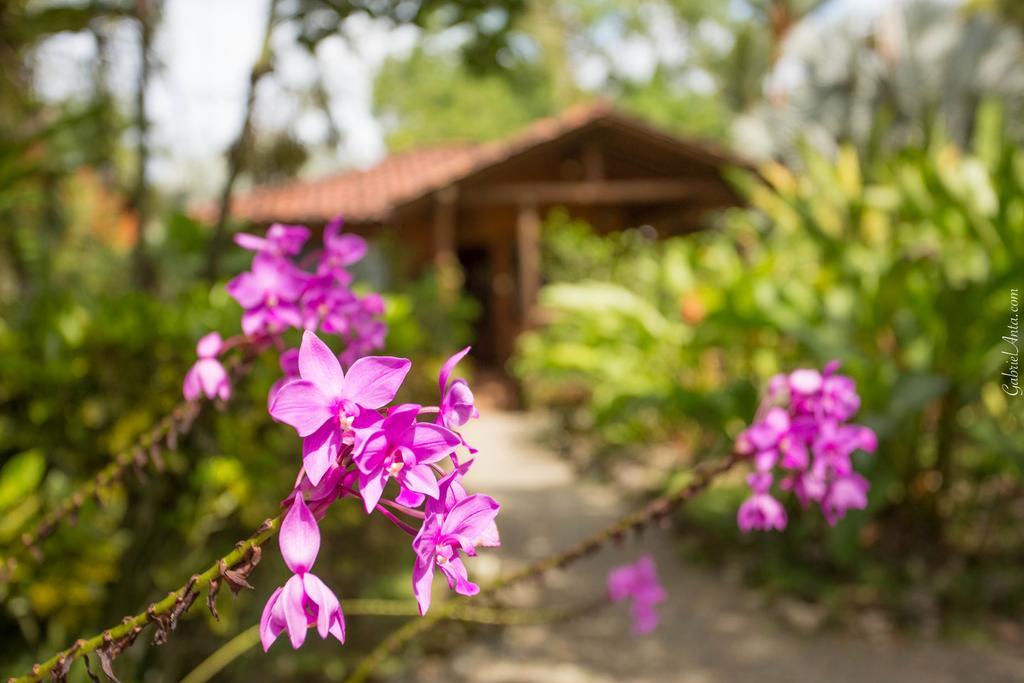 Casa Marcellino Lodge Cahuita Ngoại thất bức ảnh
